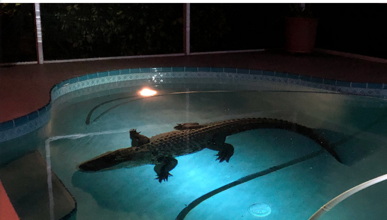 محاولة إخراج التمساح من المسبح