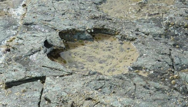العثور على آثار أقدام أكبر حيوان على وجه الأرض في اسكتلندا
