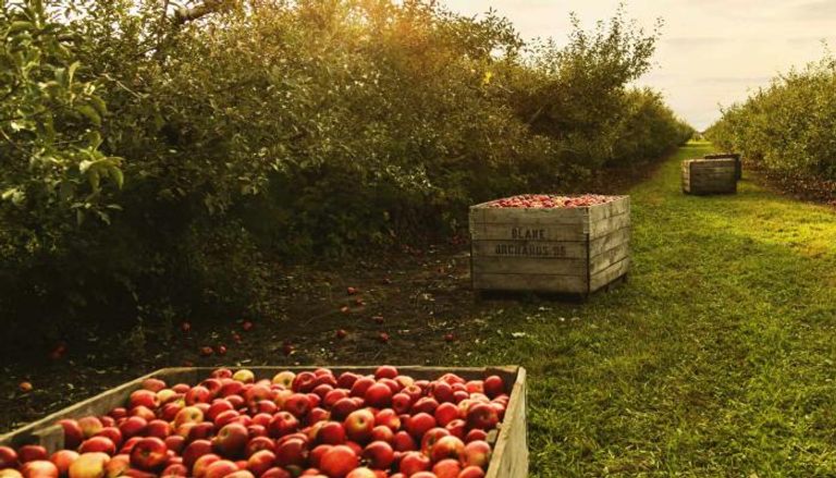 روسيا أكبر مستورد للتفاح في العالم