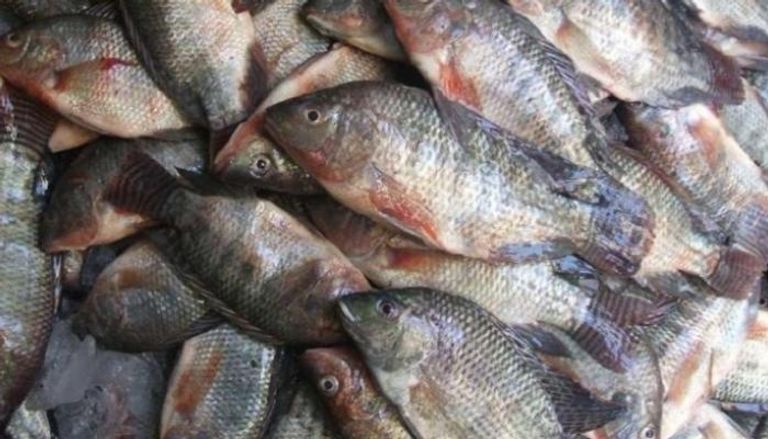 السعودية تدرس ‏رفع الحظر عن استيراد الأسماك المصرية