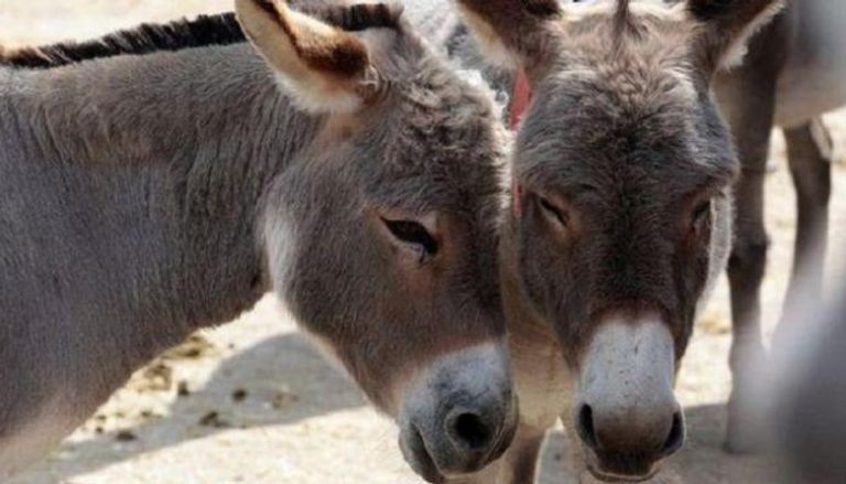 الجيلاتين في جلود الحمير مفيد في الطب الصيني