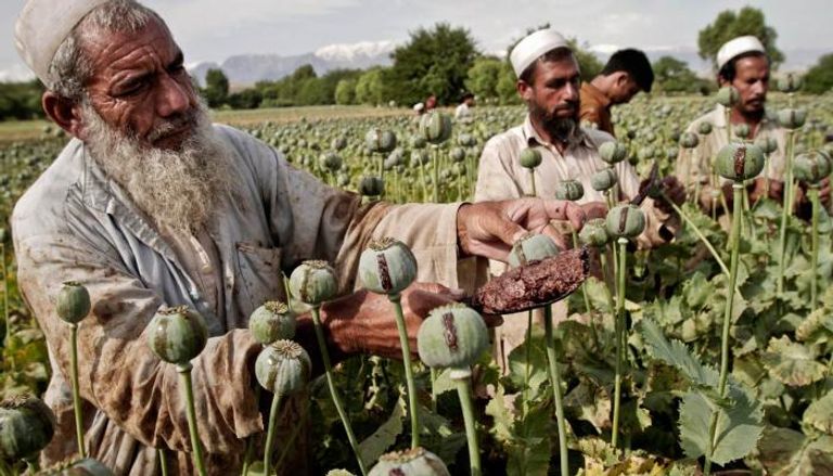 زراعة المخدرات في أفغانستان