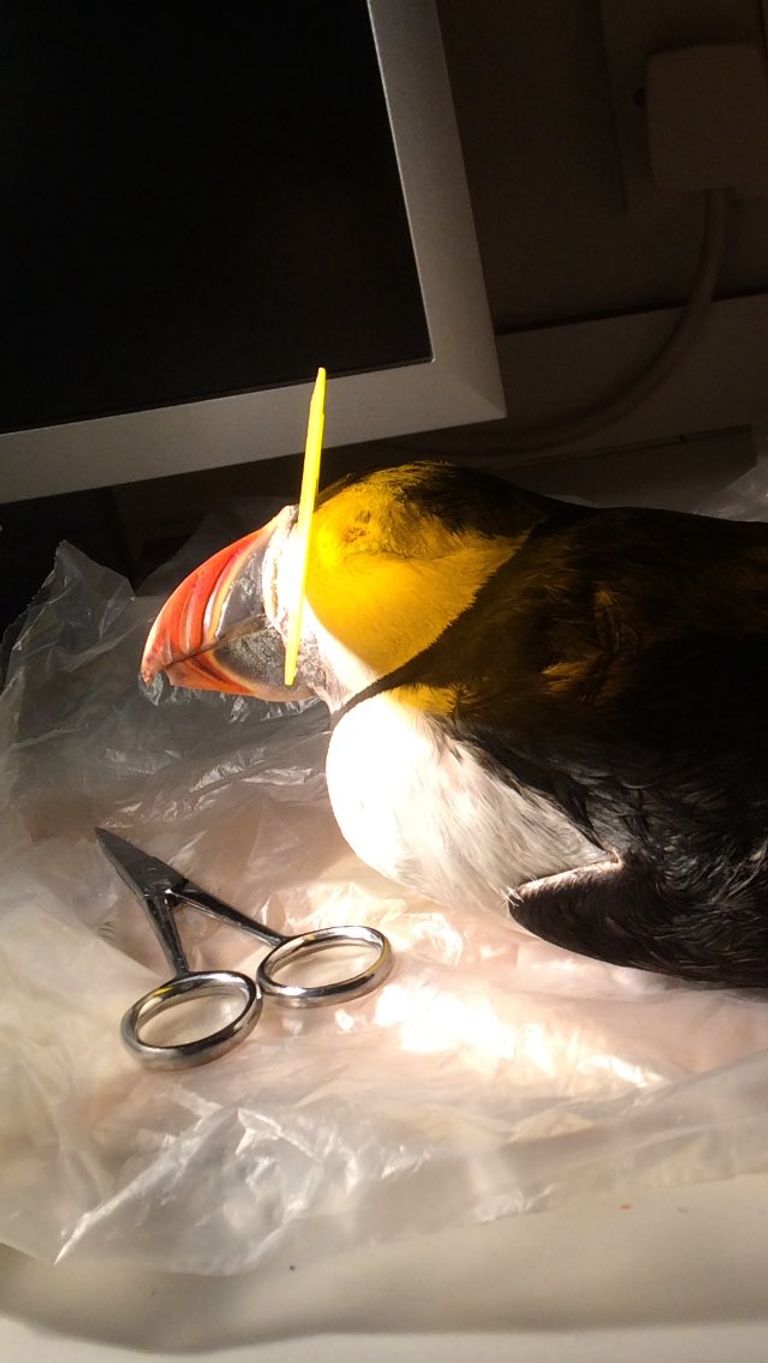 مناقير طيور البفن تضيء تحت الأشعة فوق البنفسجية