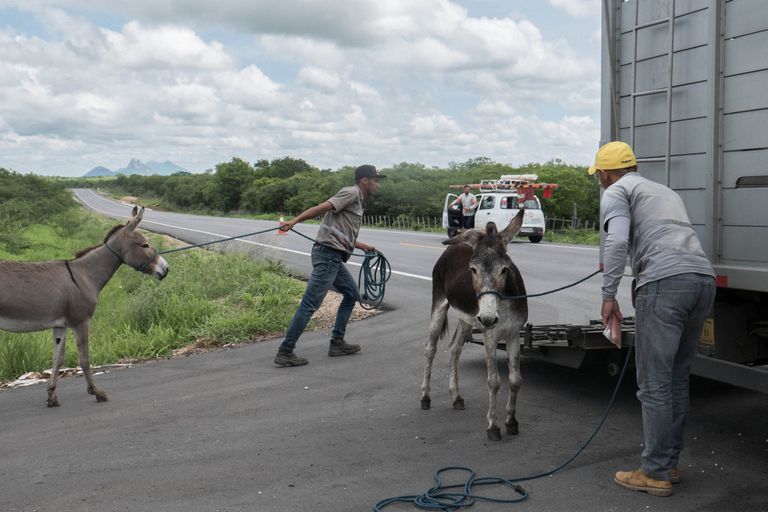 الحمير رمز للحياة الريفية في البرازيل