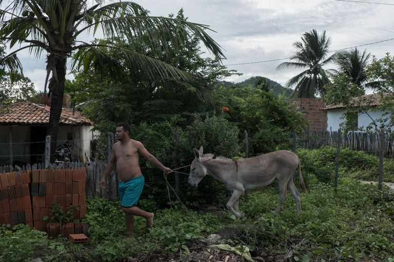 الحمير رمز للحياة الريفية في البرازيل