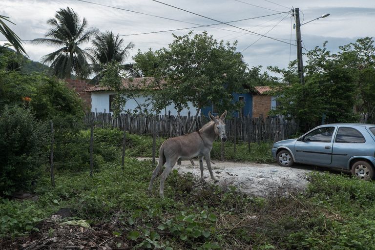 الحمير رمز للحياة الريفية في البرازيل