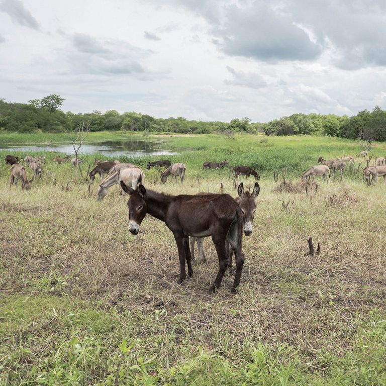 الحمير رمز للحياة الريفية في البرازيل