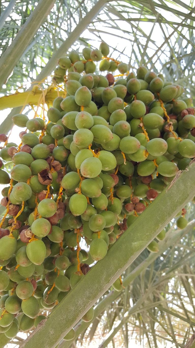 مركز خدمات المزارعين بأبوظبي يكافح آفات حشرة الحميرة وحلم الغبار