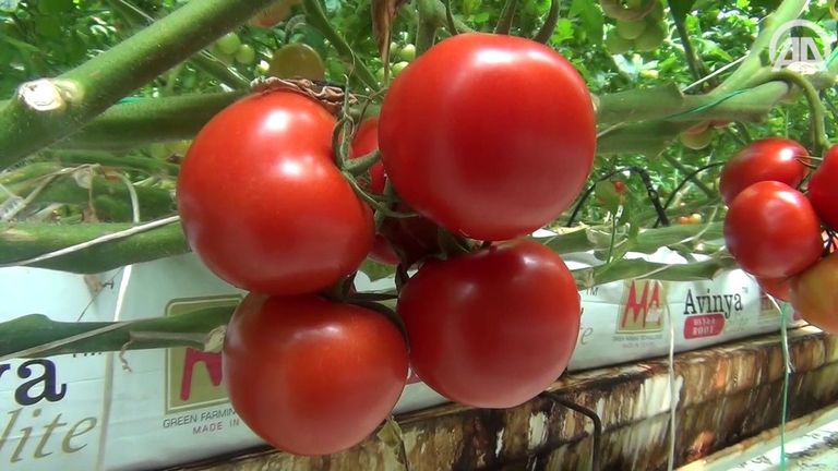 تتعدد الأطعمة التي بإمكانها محاربة سرطان الثدي