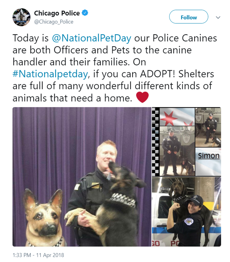 العالم يحتفل باليوم العالمي للحيوانات الأليفة