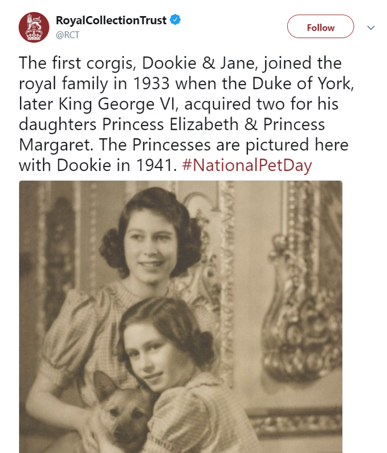 العالم يحتفل باليوم العالمي للحيوانات الأليفة