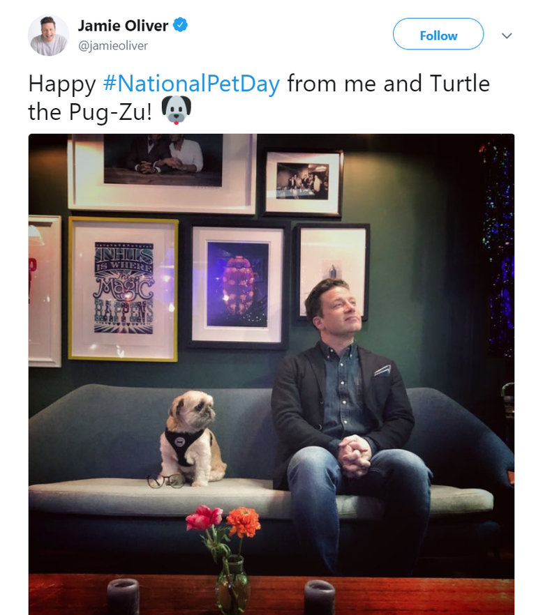 العالم يحتفل باليوم العالمي للحيوانات الأليفة