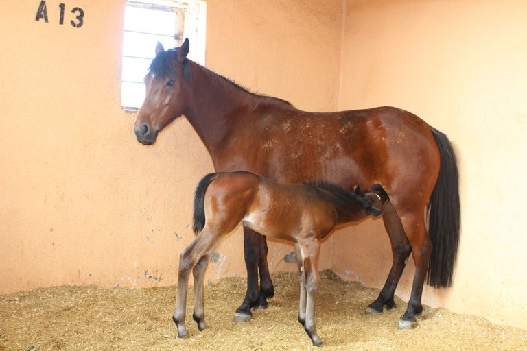 "مادبا" الأردنية مدينة الينابيع الاستشفائية والكنائس