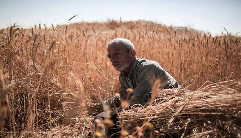 يبدأ حصاد القمح في مصر شهر إبريل