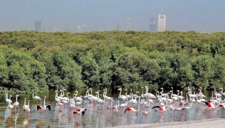 المحميات الطبيعية في الإمارات