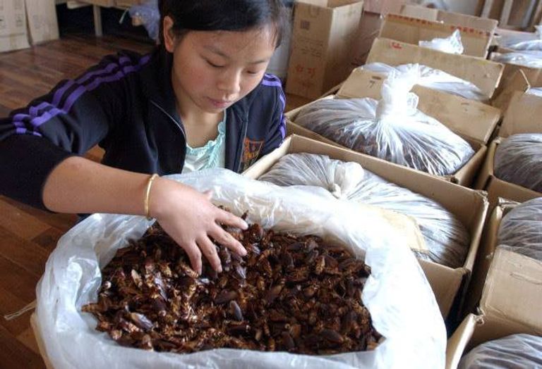 آمال طبية معلقة على الصراصير