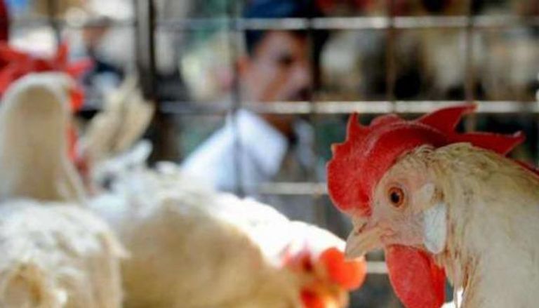 إصابة جديدة بإنفلونزا الطيور في السعودية