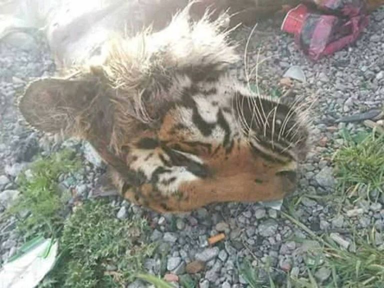 العثور على نمر مسلوخ شرق الجزائر العثور على نمر مسلوخ في الجزائر