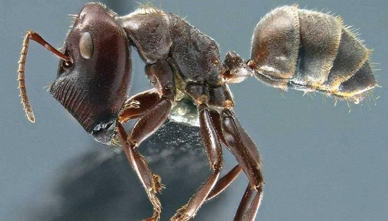 النمل الانتحاري