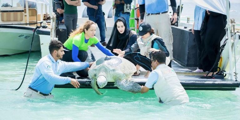 عملية إطلاق السلاحف هيئة البيئة بأبوظبي تطلق سلاحف بحرية مهددة بالانقراض في جزيرة بوطينة