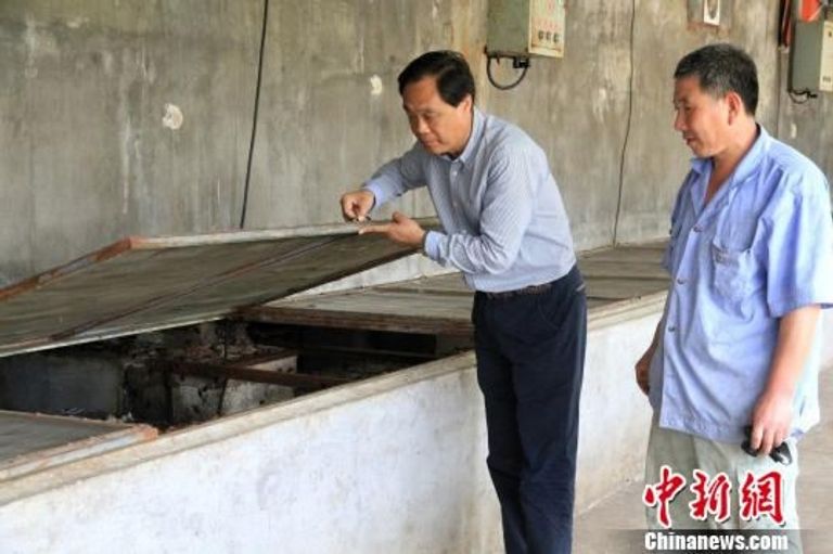 الصين تستخدم الملايين من الصراصير كأداة للتخلص من نفايات المطبخ