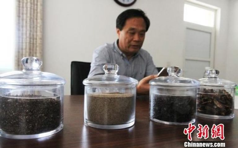 الصين تستخدم الملايين من الصراصير كأداة للتخلص من نفايات المطبخ