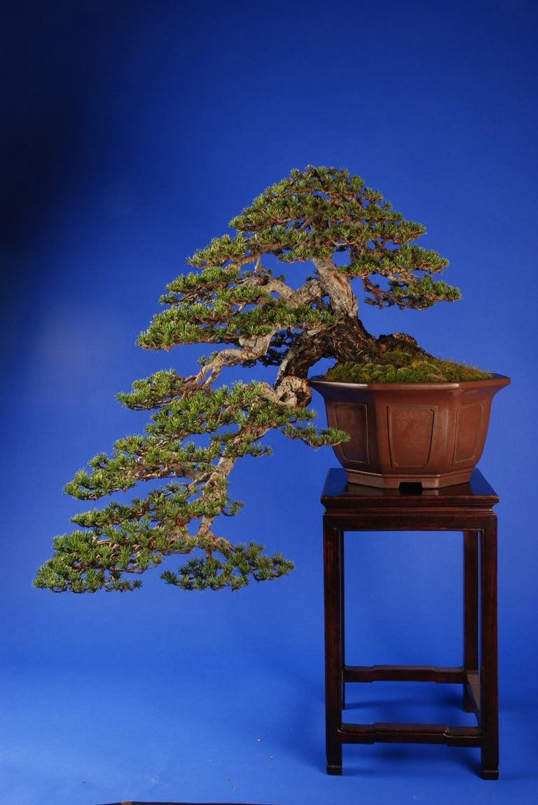 البونساي الياباني سر السعادة في شجرة