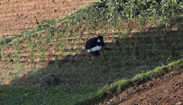 مزارع يعمل في حقل أرز في ضواحي القاهرة - رويترز