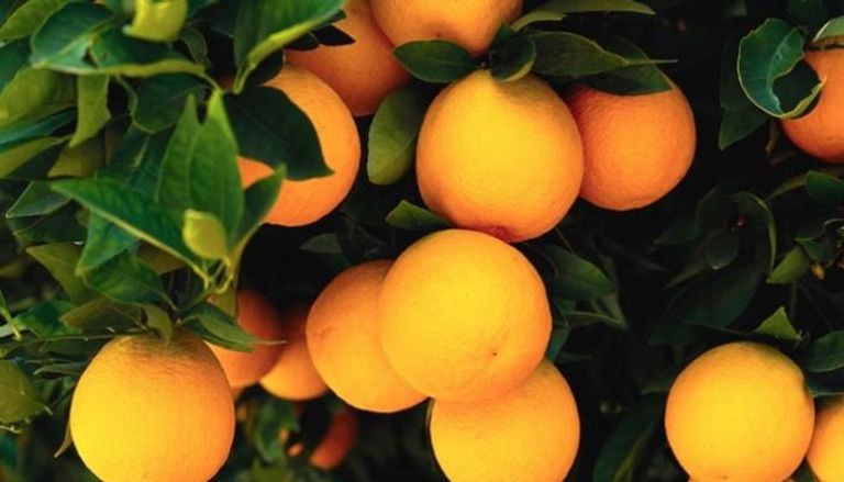 مزارع البرتقال