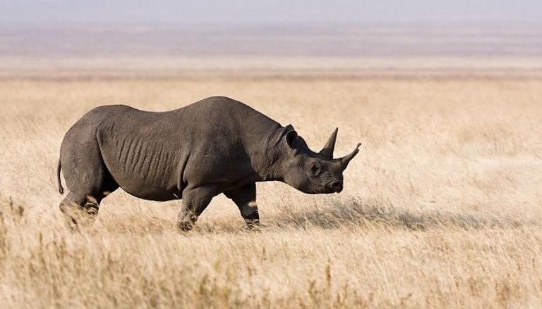 وحيد القرن الأسود يعود إلى تشاد