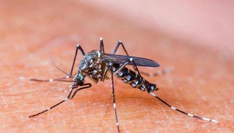 الملاريا ينتشر عن طريق البعوض