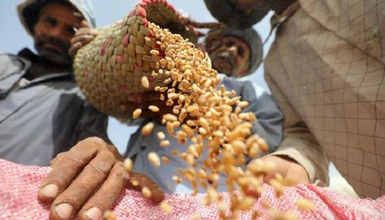 مزارعون مصريون يحصدون القمح - رويترز