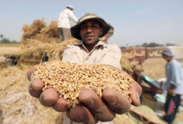 مزارعون مصريون يحصدون القمح - رويترز