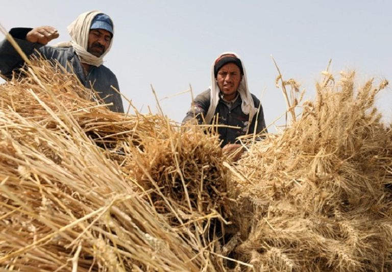 مزارعون مصريون يحصدون القمح - رويترز