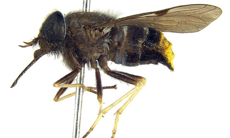 خنفساء "غروفيلينوس ليورنادو دي كابريو"