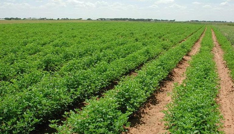 الجزائر تعتزم منح المستثمرين الأجانب امتيازات أراض زراعية 