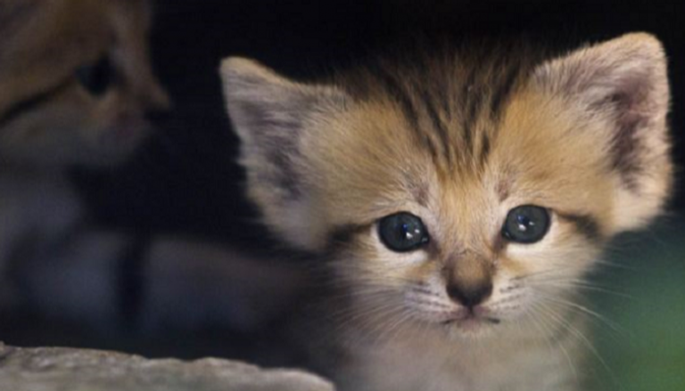 الوزارة تؤكد أن مزاعم استخدام 100 قطة سنويا "مبالغة خطيرة"