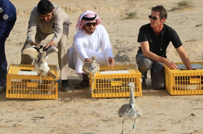 جانب من عملية إطلاق طيور الحبارى