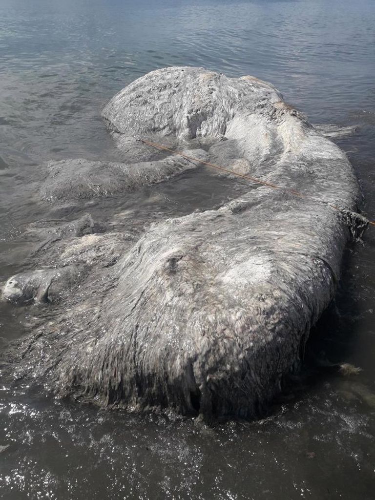 الكائن المجهول بعد وصوله إلى شاطئ الفلبين