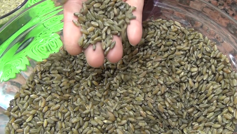 قمح محروق طريقة تحضير الفريك والتوابل لرمضان في الجزائر