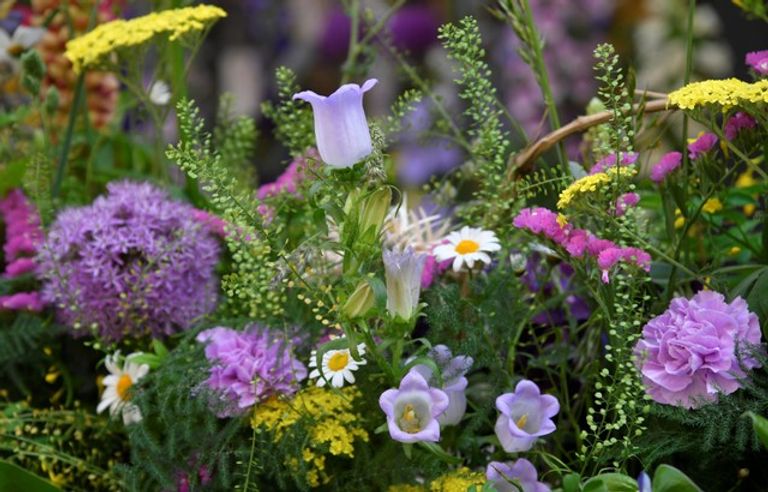 انطلاق مهرجان تشيلسي للزهور بلندن