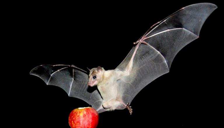 خفافيش الفاكهة تتسبب في انتشار فيروس نادر بالهند