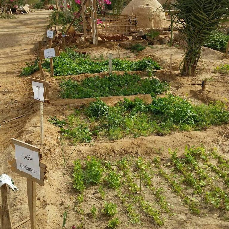 تجربة السياحة الزراعية في سيناء