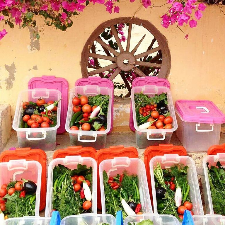 تجربة السياحة الزراعية في سيناء