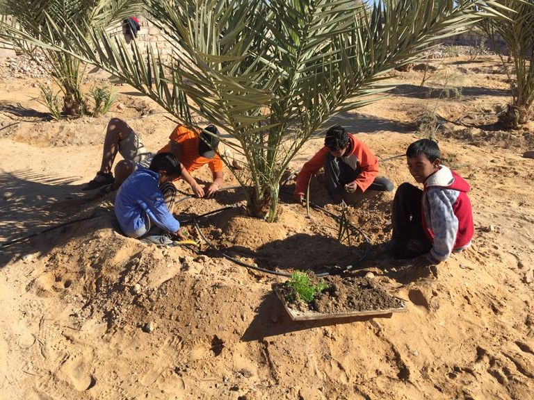 تجربة السياحة الزراعية في سيناء