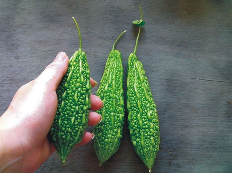 القرع المرّ 