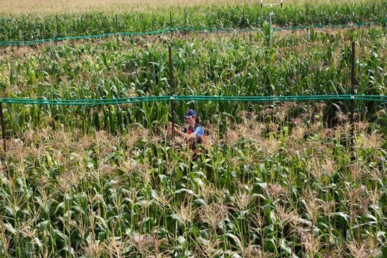 ثاني أكسيد الكربون يؤثر على القيمة الغذائية للطعام