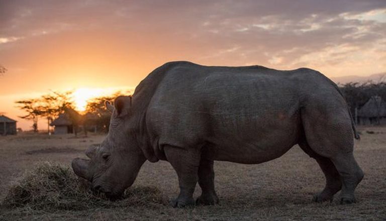 علماء يبحثون عن وسيلة لإعادة إحياء وحيد القرن الأبيض