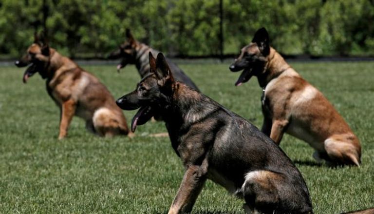 الكلاب البوليسية تكشف أكبر عملية تهريب مخدرات في بلغاريا