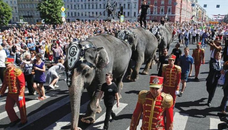 الأفيال تشارك في مهرجان سنوي للسيرك بسان بطرسبرج